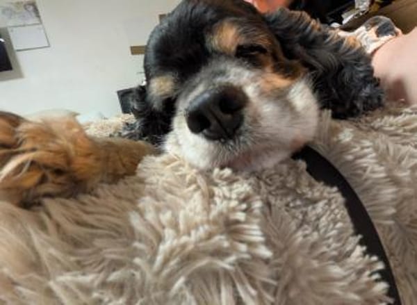 💙 Jimmy💙 such ein neues Zuhause