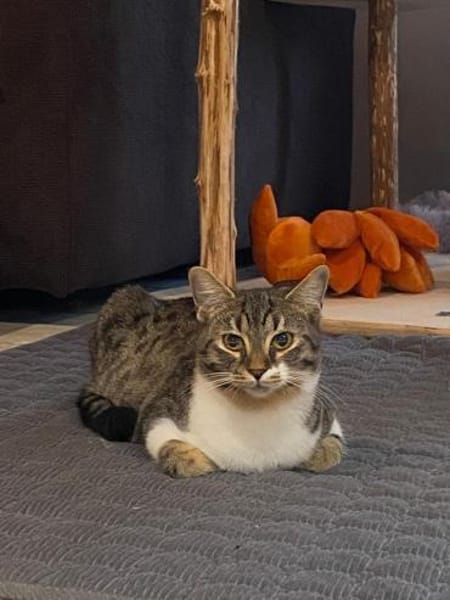 Olli und Tigy suchen passendes Körbchen