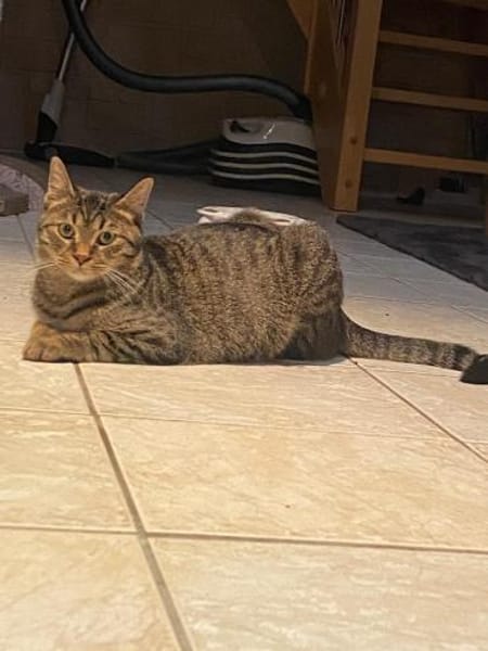 Olli und Tigy suchen passendes Körbchen