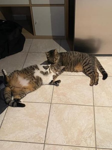 Olli und Tigy suchen passendes Körbchen