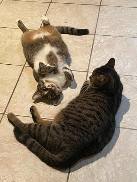 Olli und Tigy suchen passendes Körbchen