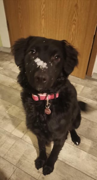 Anni  sucht ihre Familie