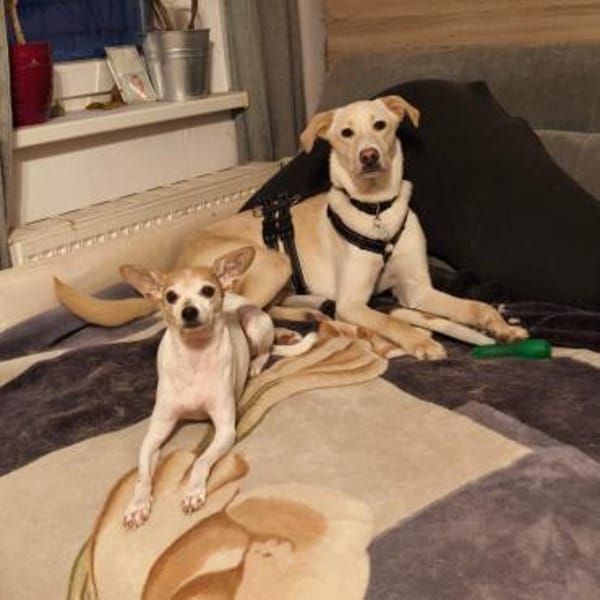 🆘Lieber Luke sucht Dich✨🦴