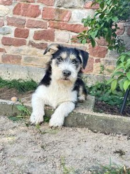 Süße Amy sucht ihr Zuhause mit Hundekump