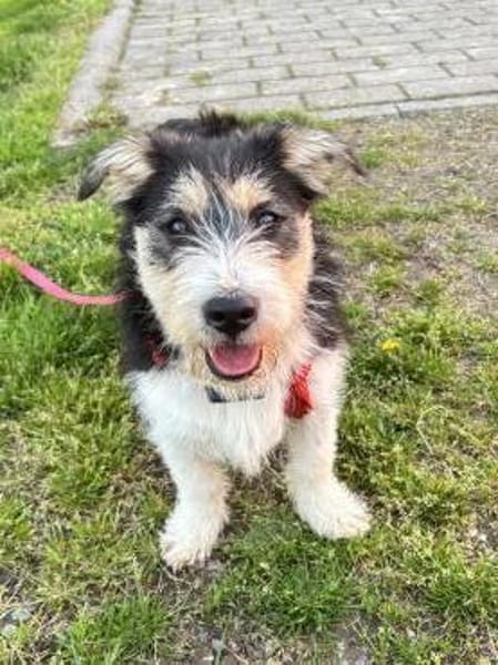 Süße Amy sucht ihr Zuhause mit Hundekump