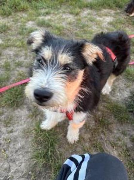 Süße Amy sucht ihr Zuhause mit Hundekump