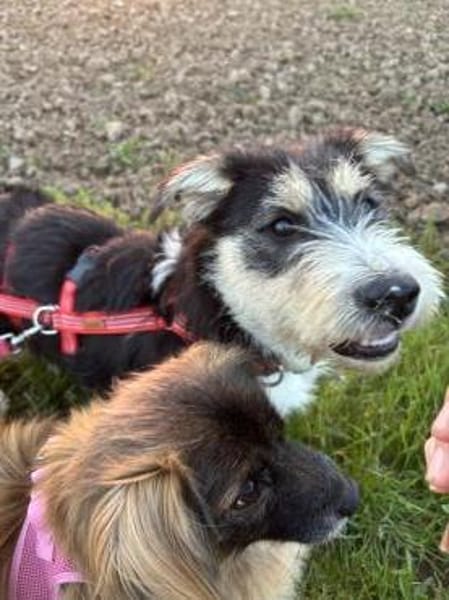 Süße Amy sucht ihr Zuhause mit Hundekump