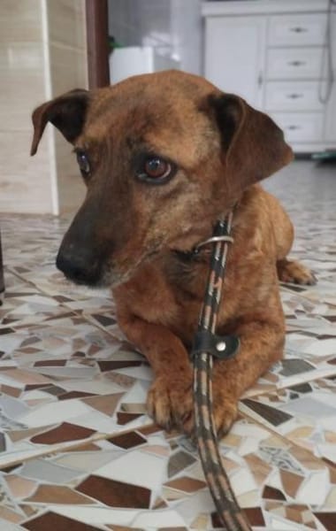 Hippy hat es nicht gut im Leben