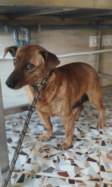 Hippy hat es nicht gut im Leben