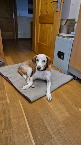 💙Sam💙sucht ein liebevolles Zuhause 🫶