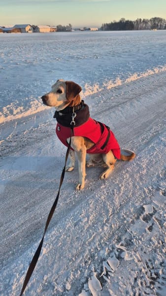 💙Sam💙sucht ein liebevolles Zuhause 🫶