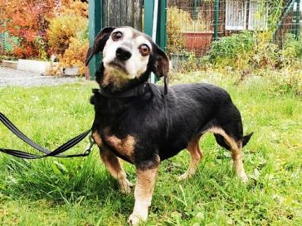 Bori, traumhaft liebe Seniorin