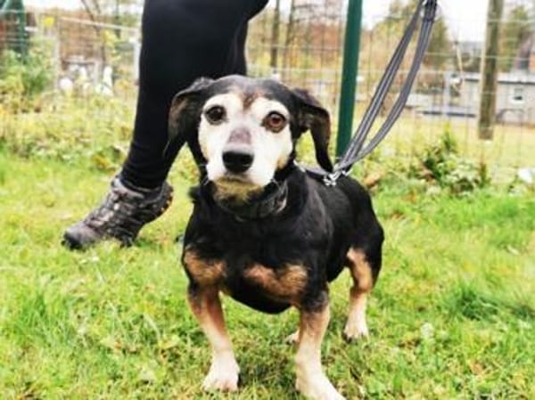 Bori, traumhaft liebe Seniorin