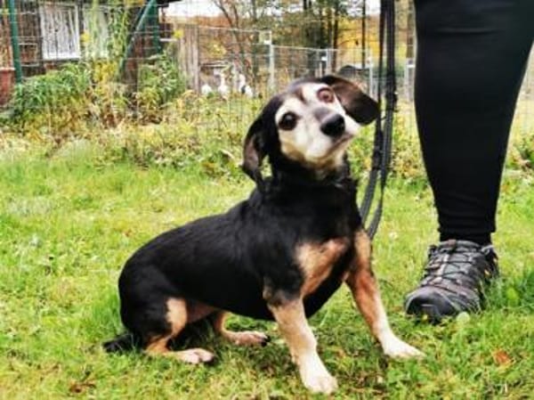 Bori, traumhaft liebe Seniorin