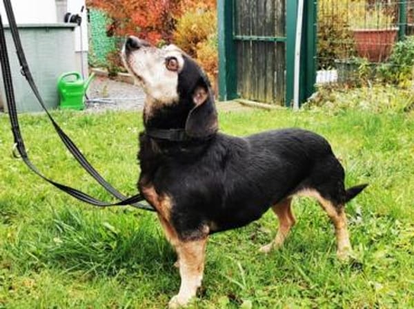 Bori, traumhaft liebe Seniorin