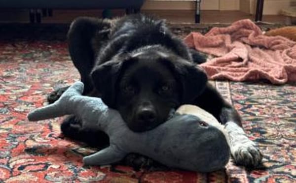 Dante sucht Hundeversteher