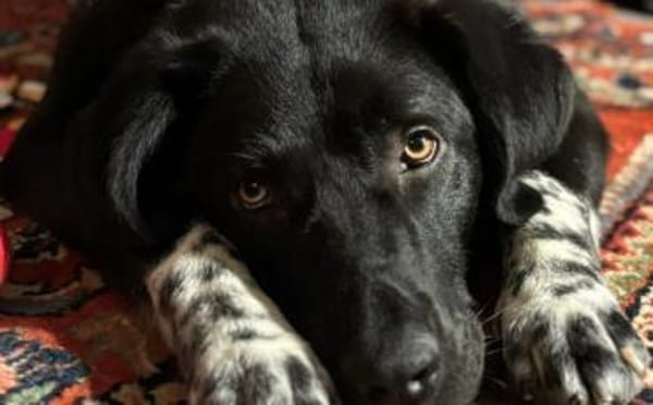 Dante sucht Hundeversteher