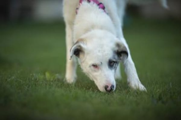 Wer schenkt Tapio ein Zuhause?