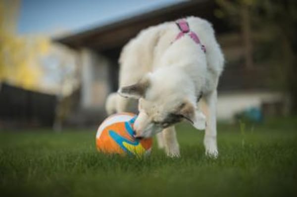Wer schenkt Tapio ein Zuhause?