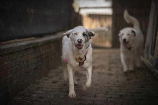 Wer schenkt Tapio ein Zuhause?