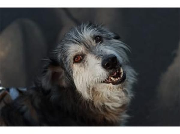 Fidelio - wartet in 96369 Weißenbrunn