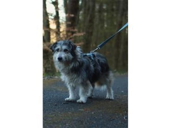 Fidelio - wartet in 96369 Weißenbrunn