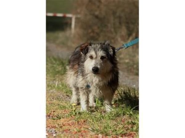 Fidelio - wartet in 96369 Weißenbrunn