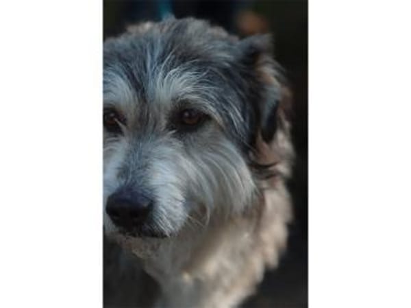 Fidelio - wartet in 96369 Weißenbrunn