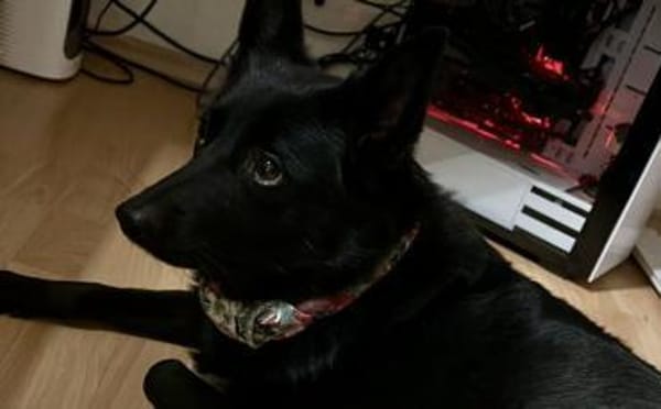 Wer schenkt Hummel ein neues Zuhause?