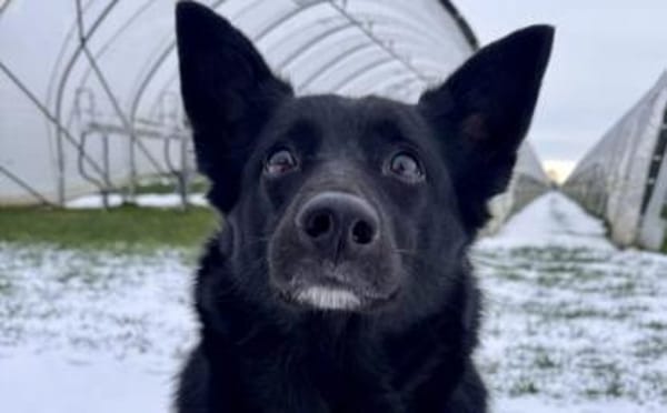 Wer schenkt Hummel ein neues Zuhause?