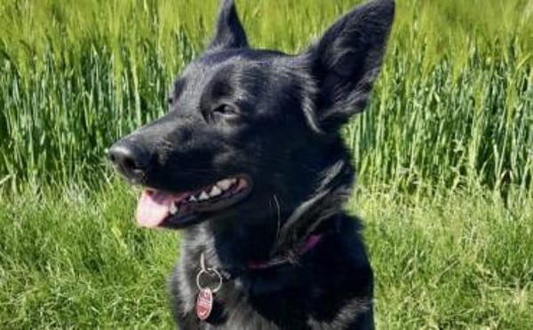 Wer schenkt Hummel ein neues Zuhause?