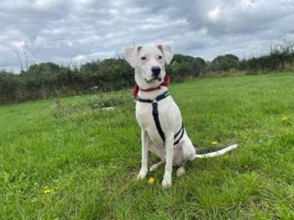 Mischlingsrüde YAKI sucht seine Menschen