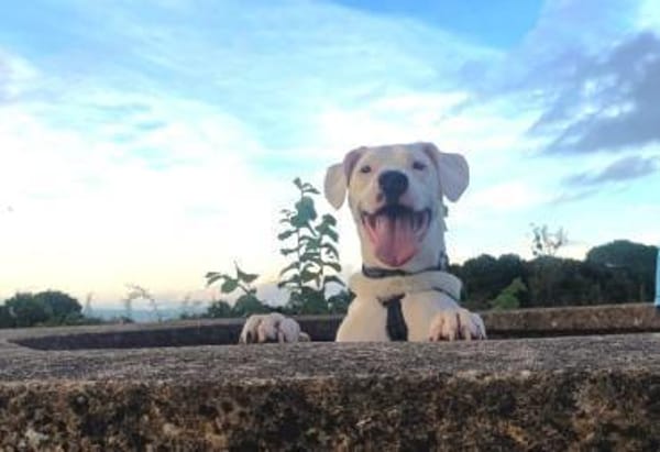 Mischlingsrüde YAKI sucht seine Menschen