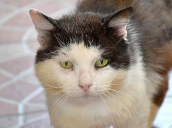 FIV-Kater Salvo hofft auf seine Menschen