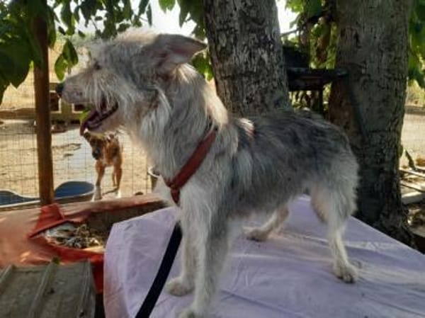 LENE  🐾❤ geb. 01.05.2023, 42 cm sucht