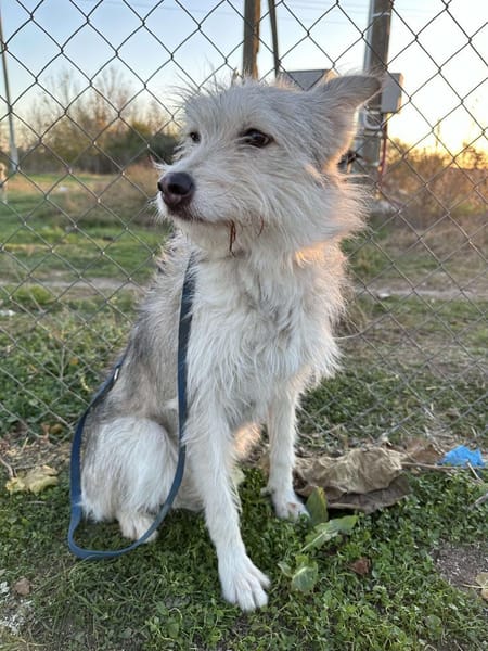 LENE  🐾❤ geb. 01.05.2023, 42 cm sucht