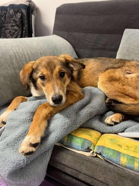 🐾❤ JULIA PASARICA, ca.45/48cm