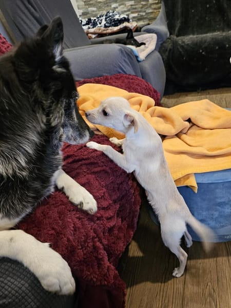 Zuckersüße Zwergin Henny sucht Familie