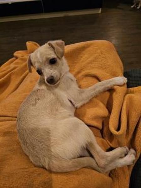 Zuckersüße Zwergin Henny sucht Familie