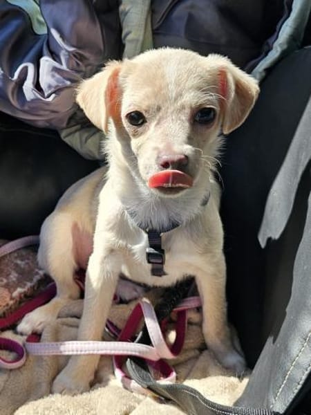 Zuckersüße Zwergin Henny sucht Familie