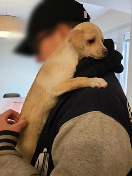 Zuckersüße Zwergin Henny sucht Familie