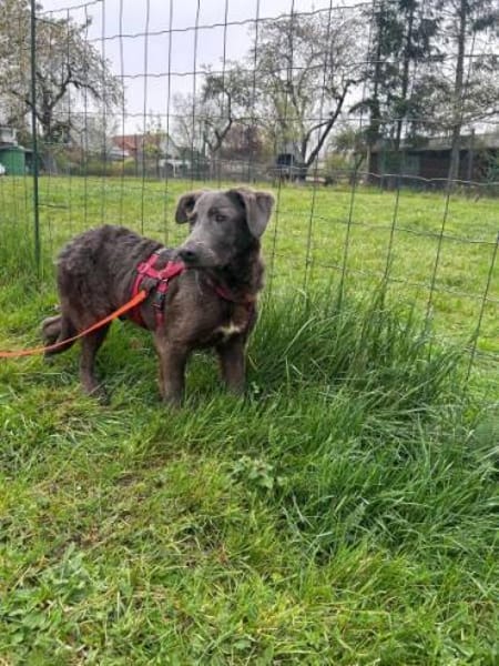 ROBBI -toller, unkomplizierter Jundhund-