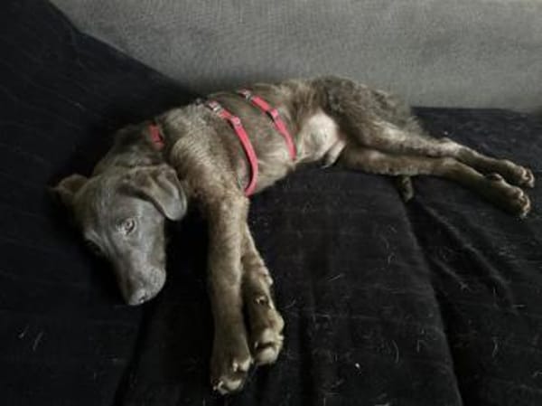 ROBBI -toller, unkomplizierter Jundhund-