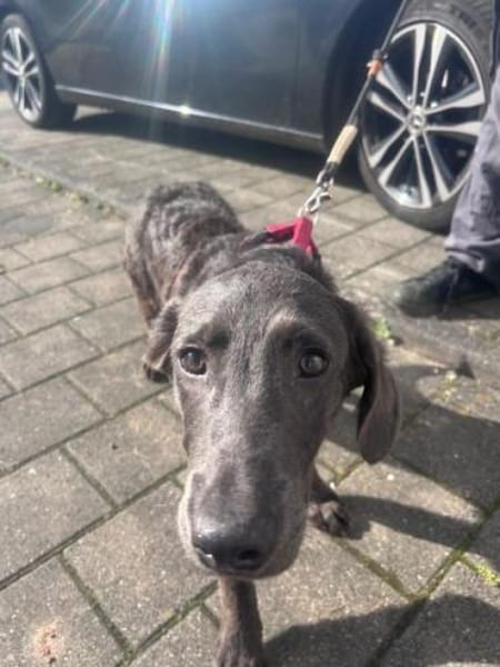 ROBBI -toller, unkomplizierter Jundhund-