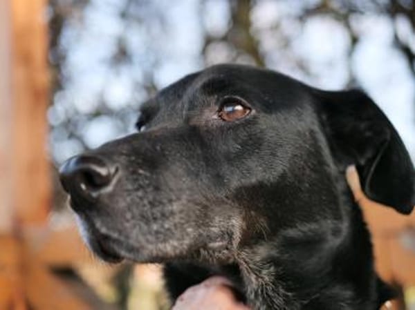 Zorro Labrador Mix Rüde 10Jahre in 72762