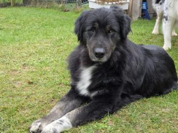 SVENJA-ruhige,süße Hündin,längerem Fell