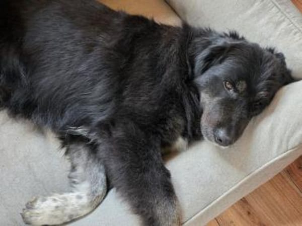 SVENJA-ruhige,süße Hündin,längerem Fell