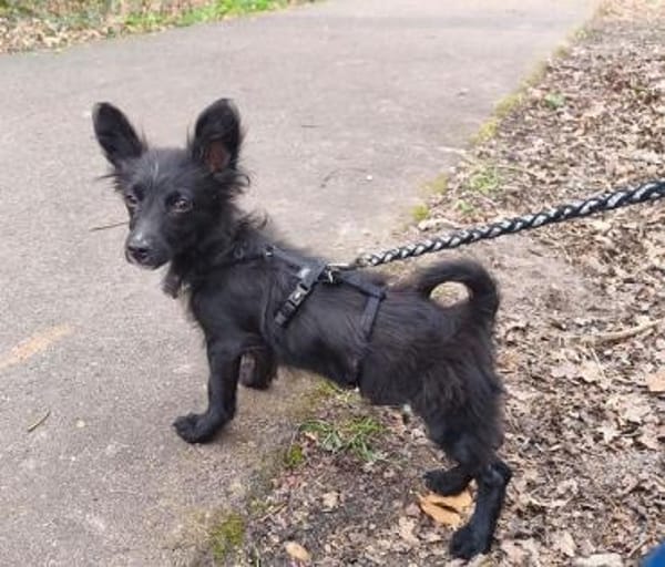 TWIX-selbstbewußter, aktiver Welpen-Rüde