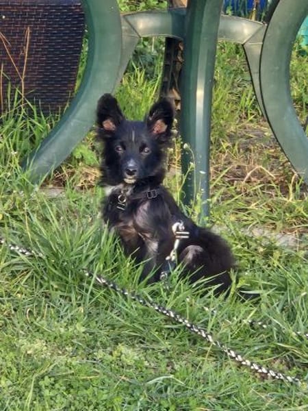 TWIX-selbstbewußter, aktiver Welpen-Rüde