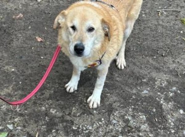 Treue Hundeseele Silvana